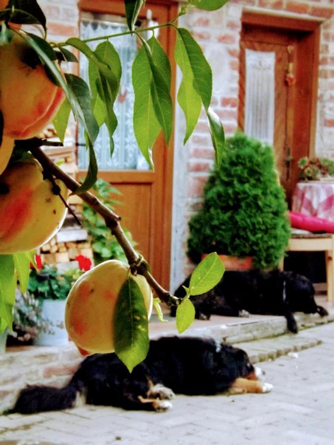 Mives Vendeghaz Hotel Pogany Bagian luar foto